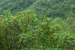 Erythrina arborescens