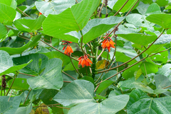 Erythrina arborescens