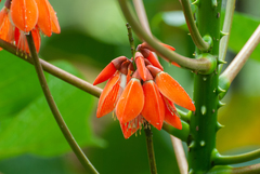 Erythrina arborescens