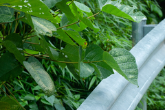 Erythrina arborescens