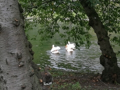 Pelecanus onocrotalus