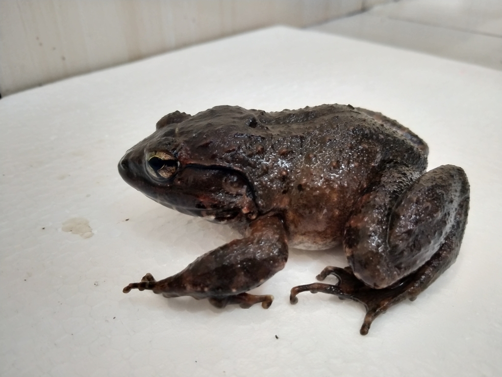 Dammerman's Wart Frog