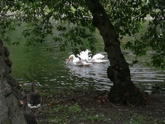 Pelecanus onocrotalus