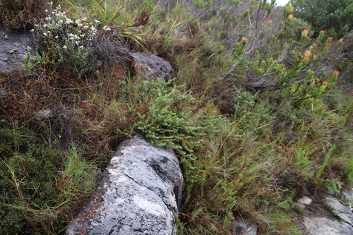 Image of Limestone Caperose (Cliffortia schlechteri) by (c) Tony Rebelo, some rights reserved (CC BY-SA)