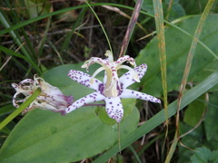 Tricyrtis affinis