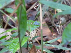 Napaea actoris