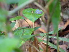 Napaea actoris