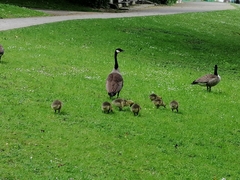 Branta canadensis