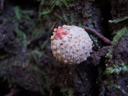 Calostoma japonicum