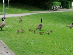 Branta canadensis