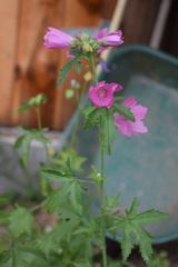 Malva alcea