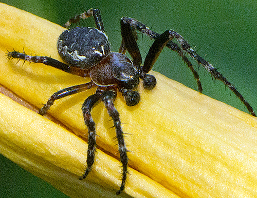 Ornamental Orbweaver