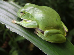 Zhangixalus schlegelii