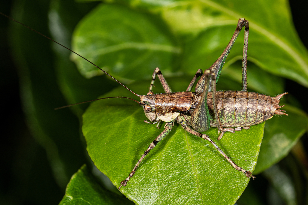 Rhacocleis annulata