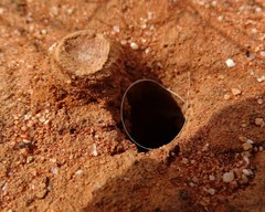 Hoggicosa
