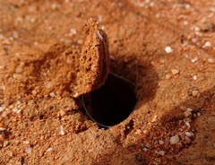 Hoggicosa