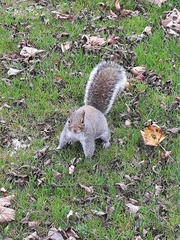 Sciurus carolinensis