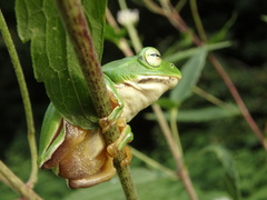 Zhangixalus schlegelii