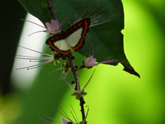 Nymphidium caricae