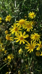Senecio inaequidens