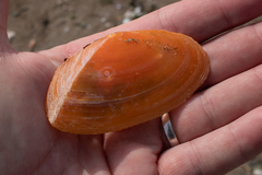 Phylloda foliacea