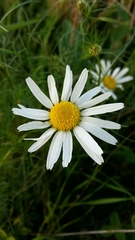 Tripleurospermum inodorum