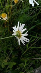 Tripleurospermum inodorum
