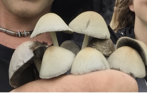 Copelandia cyanescens
