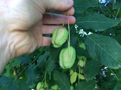 Staphylea pinnata