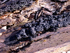 Rosellinia mammiformis