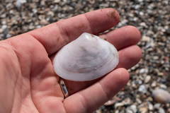 Psammotreta angulata