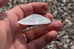 Psammotreta angulata