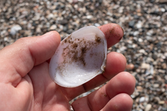 Psammotreta angulata