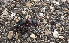 Acanthoplus