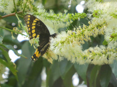 Papilio scamander