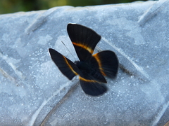 Parcella amarynthina