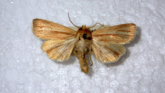 Mythimna pallens