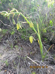 Albuca flaccida