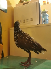 Pardirallus maculatus