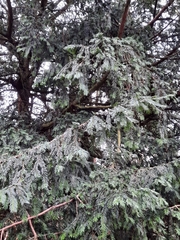 Taxus baccata