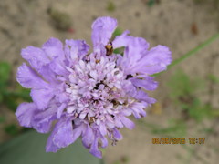 Scabiosa incisa