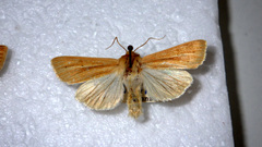 Mythimna pallens