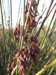 Thamnochortus spicigerus