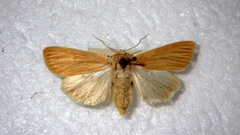 Mythimna pallens