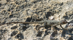 Oplurus quadrimaculatus