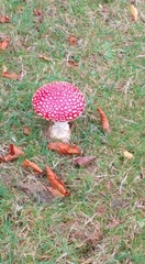Amanita muscaria