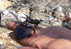 Leozehntnera maxima