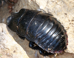 Leozehntnera maxima