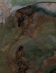 Phedina borbonica