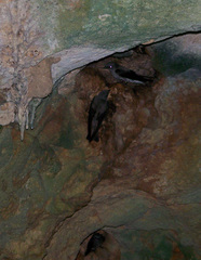 Phedina borbonica
